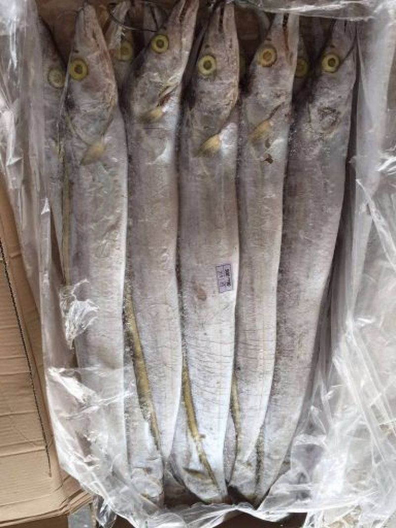 刀鱼食用冻鱼
