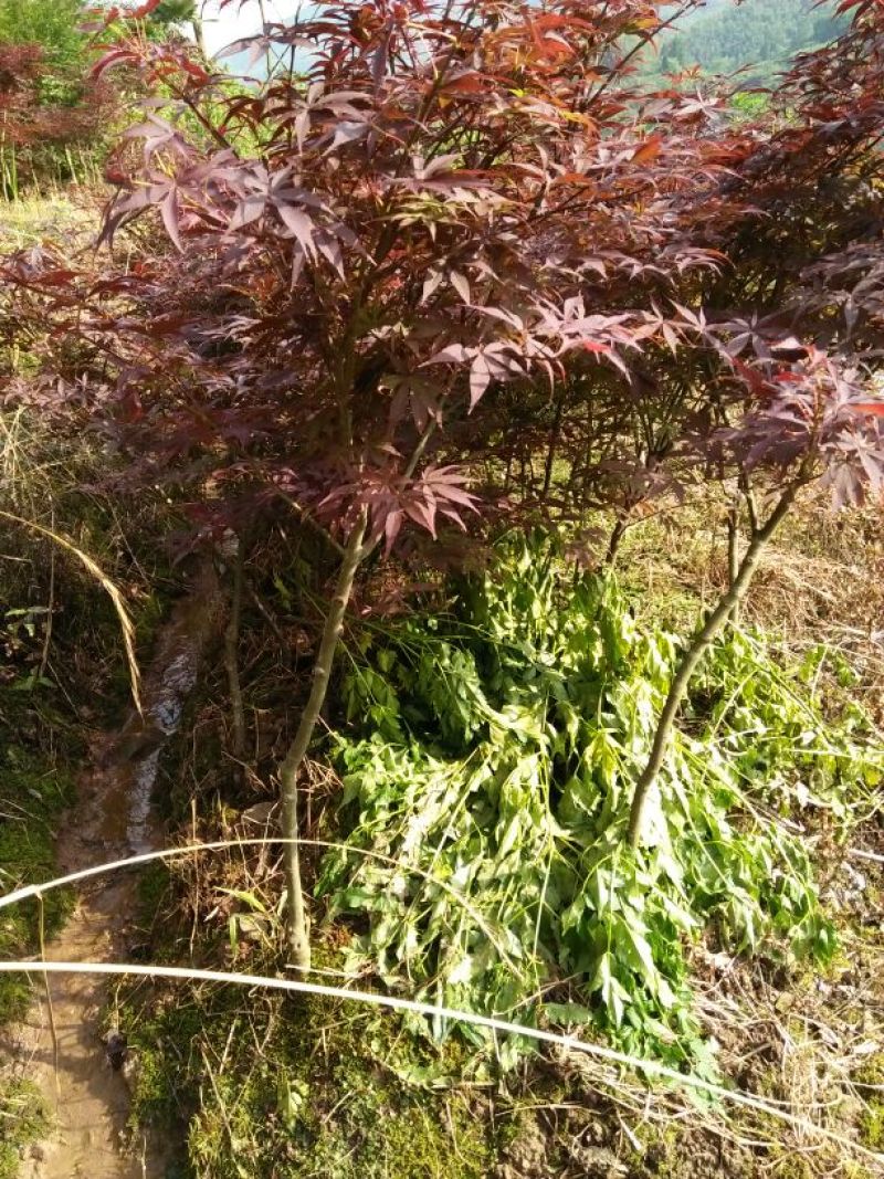 红枫苗70~80cm