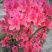 映山红树桩，有红花，紫花，黄花，现现卖15~20cm