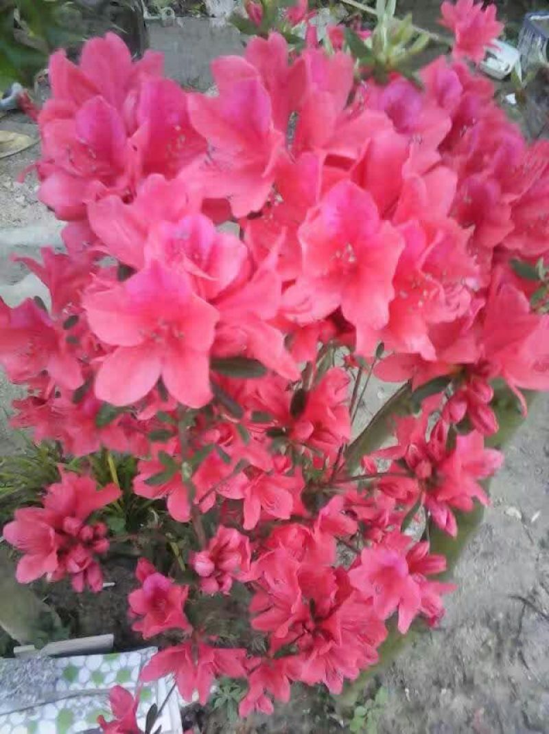 映山红树桩，有红花，紫花，黄花，现现卖15~20cm