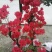 映山红树桩，有红花，紫花，黄花，现现卖15~20cm