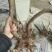 映山红树桩，有红花，紫花，黄花，现现卖15~20cm