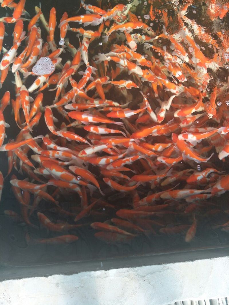 锦鲤鱼苗0.5~1公斤