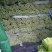 砀山县芹菜，玻璃脆芹菜，产地直发，质量好，诚信代发，
