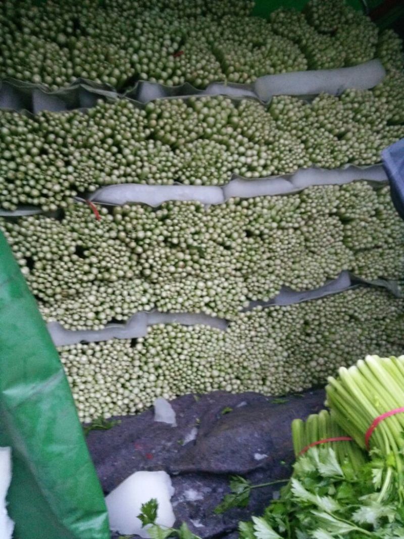 砀山县芹菜，玻璃脆芹菜，产地直发，质量好，诚信代发，