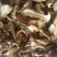 银盘蘑菇特级4cm