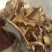 银盘蘑菇特级4cm
