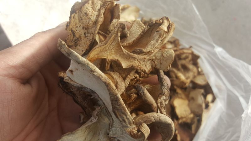 银盘蘑菇特级4cm