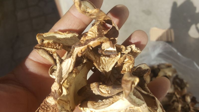 银盘蘑菇特级4cm