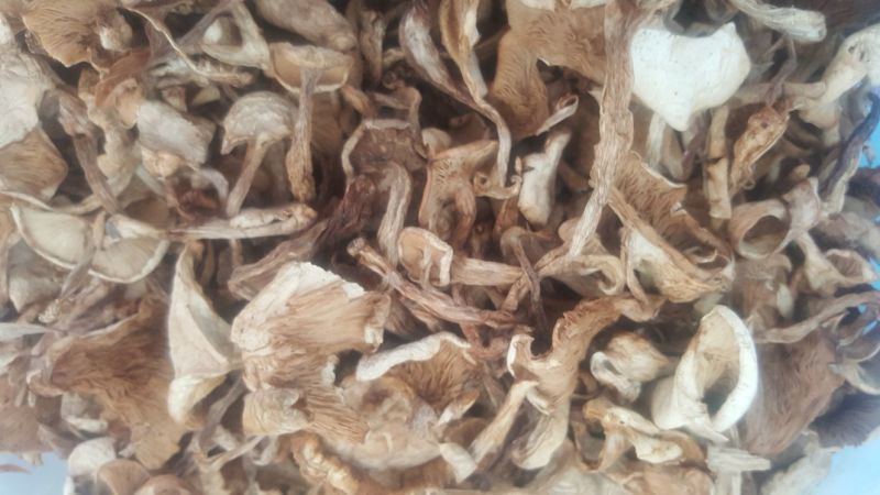 银盘蘑菇特级4cm