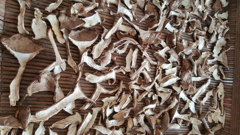 银盘蘑菇特级4cm