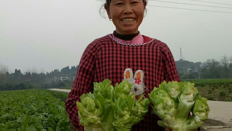 儿菜5两以上