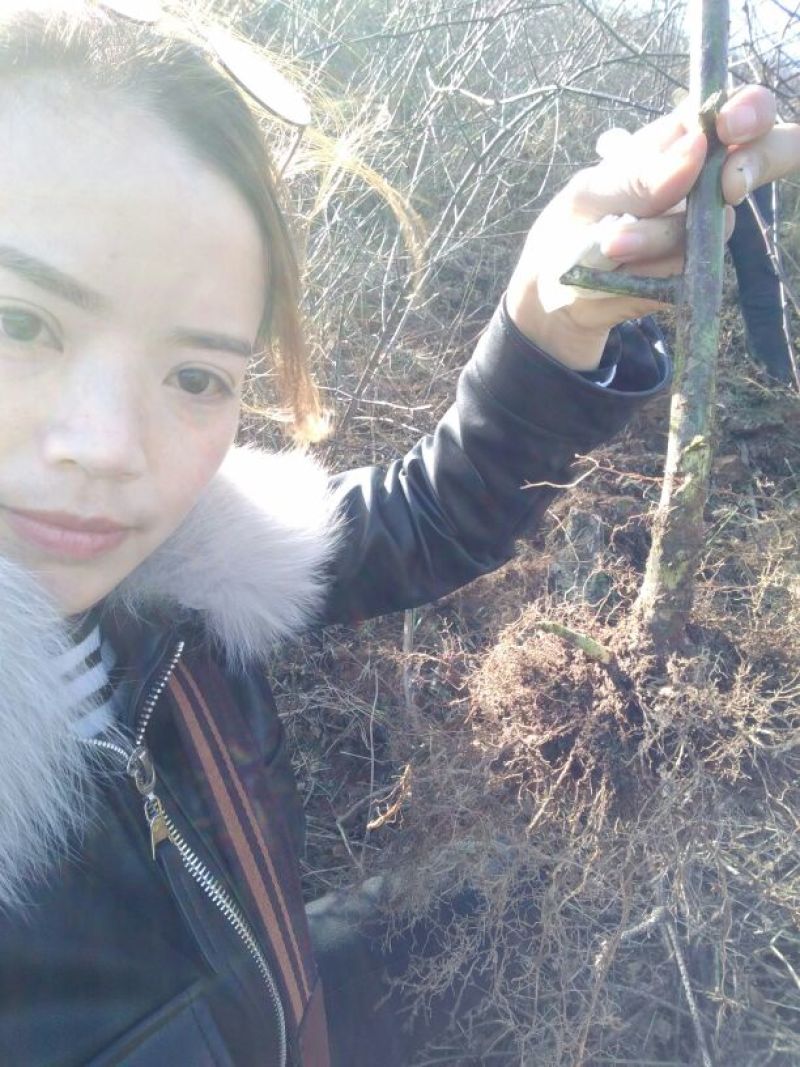 覆盆子苗