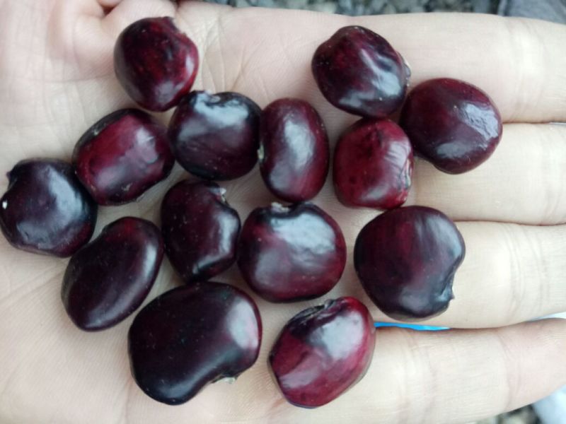 牛大力种子，中叶，大叶，小叶都有货