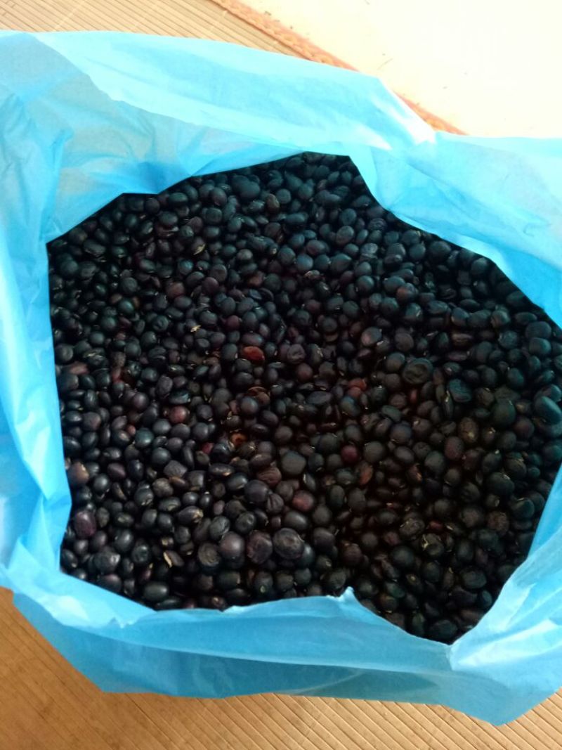 牛大力种子，中叶，大叶，小叶都有货