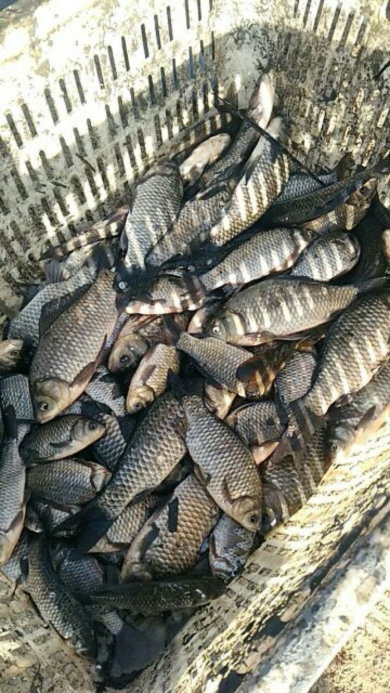 河鲤鱼食用1~2公斤