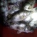 斑鳜30~40cm食用活鱼