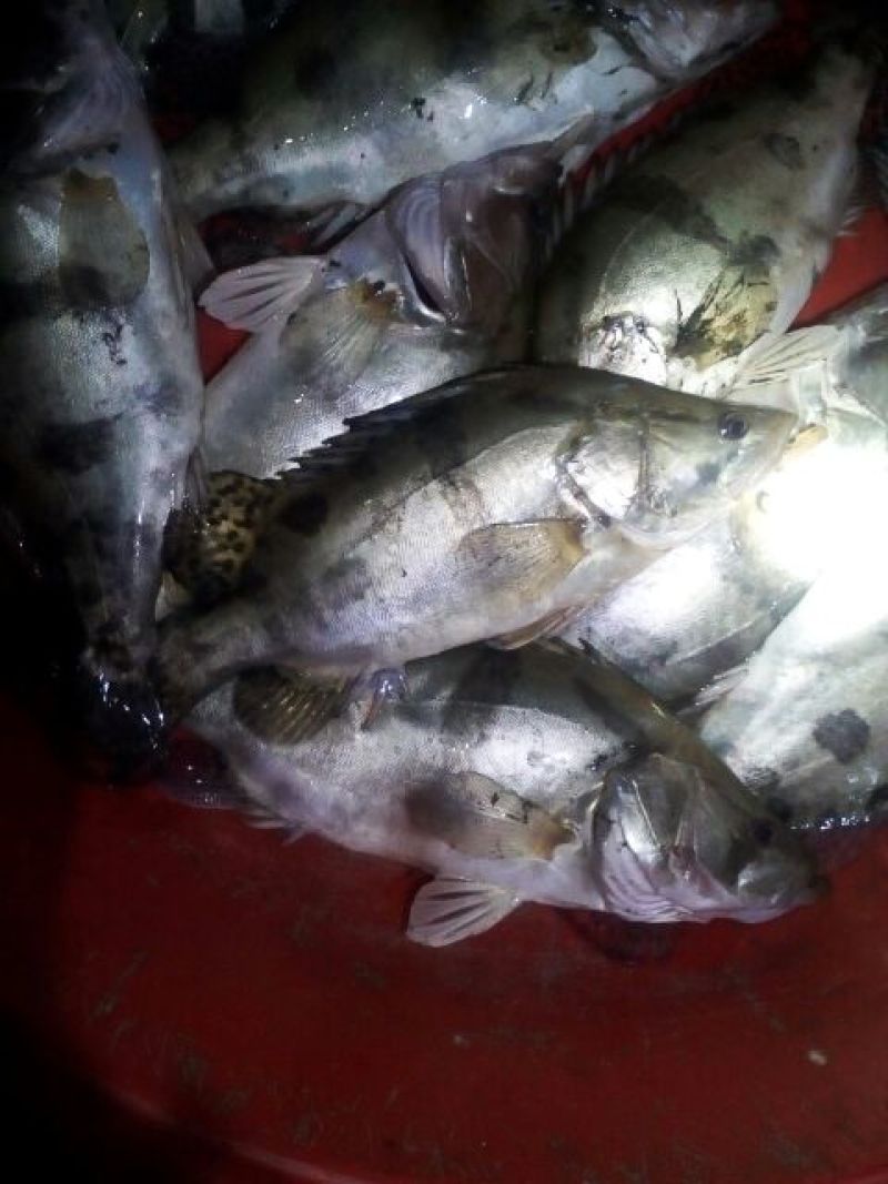 斑鳜30~40cm食用活鱼