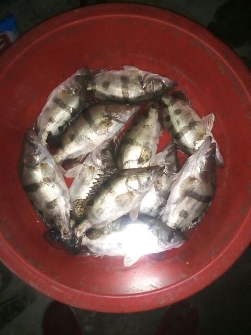 斑鳜30~40cm食用活鱼