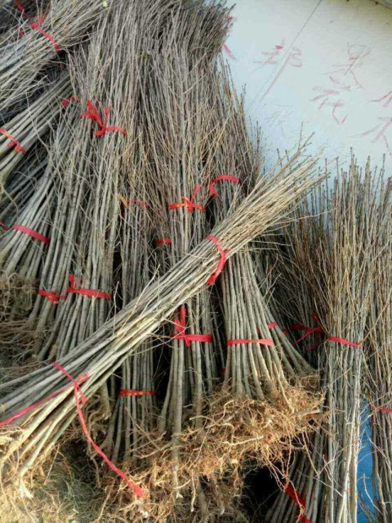 银杏树1~2米2~4cm1.5~2米