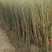 核桃苗100~150cm1~2年