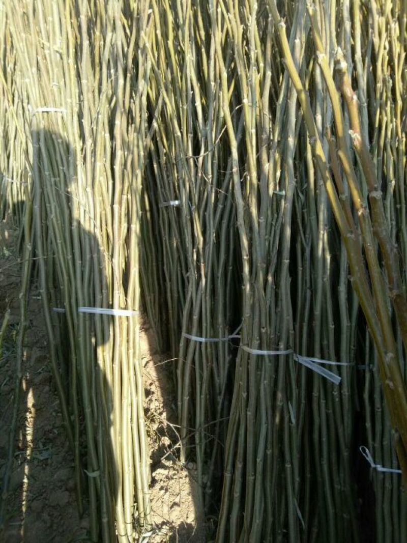 核桃苗100~150cm1~2年