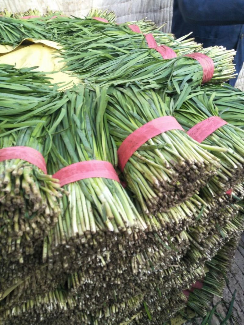 河北省昌黎县红根汉中韭菜大量上市全国发货需要的联系我