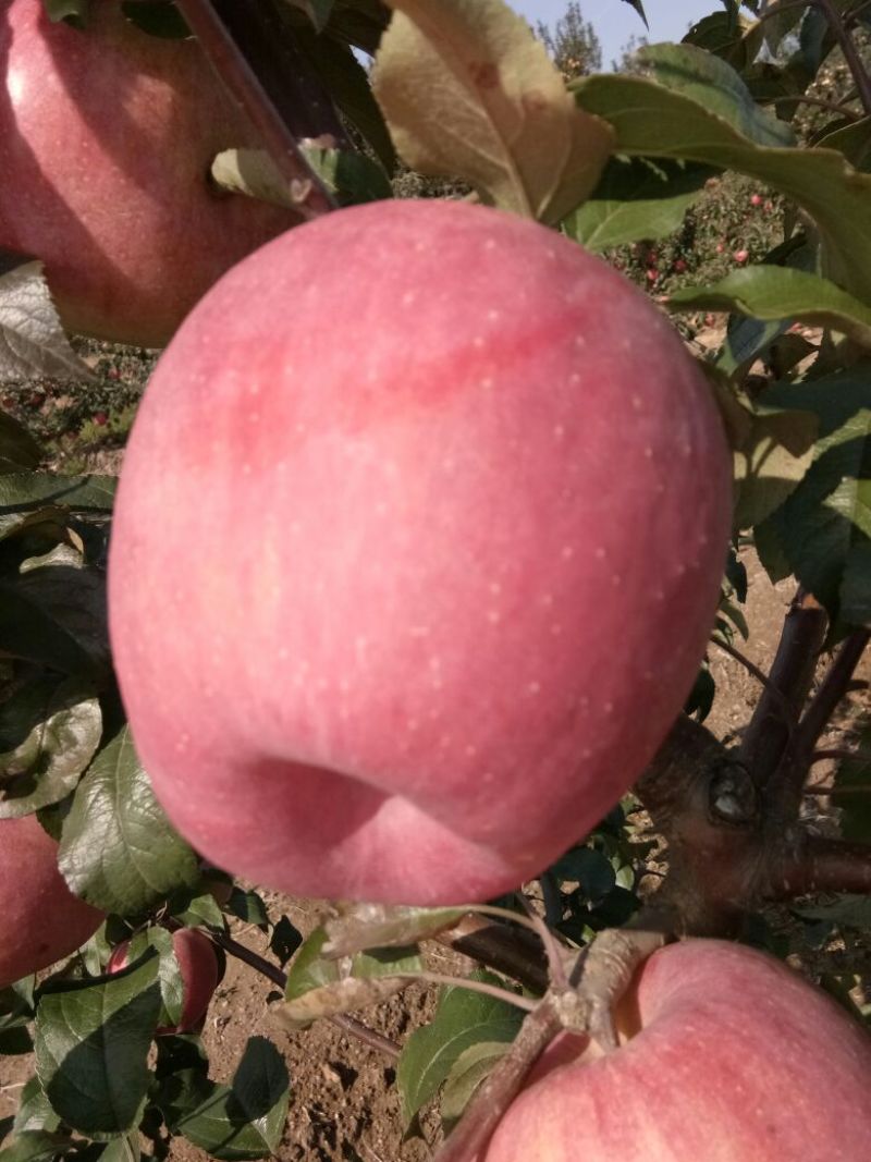 【绥中苹果】全红寒富苹果大量上市个头小口感好
