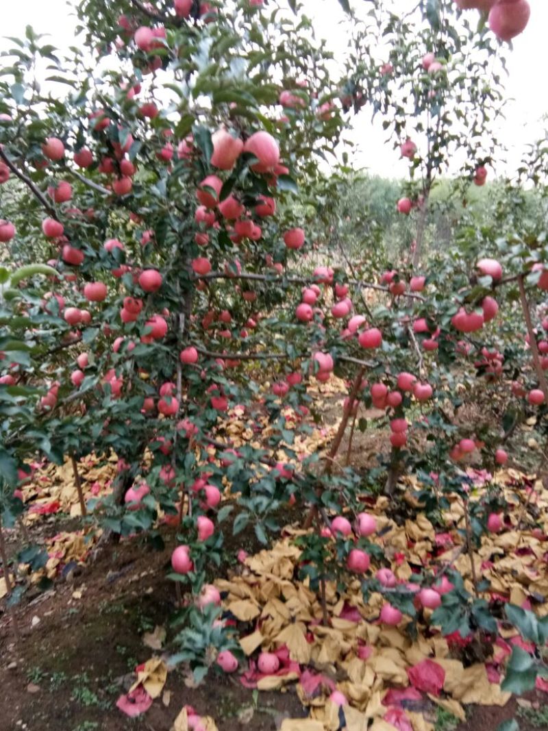【绥中苹果】全红寒富苹果大量上市个头小口感好
