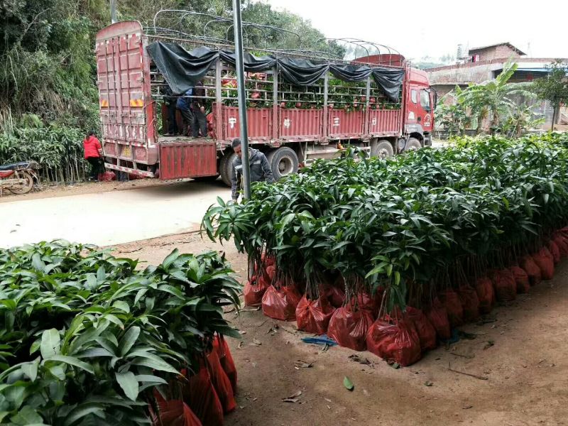 龙眼树苗四季蜜龙眼苗储良苗石硖苗成活率高产量高当年挂果