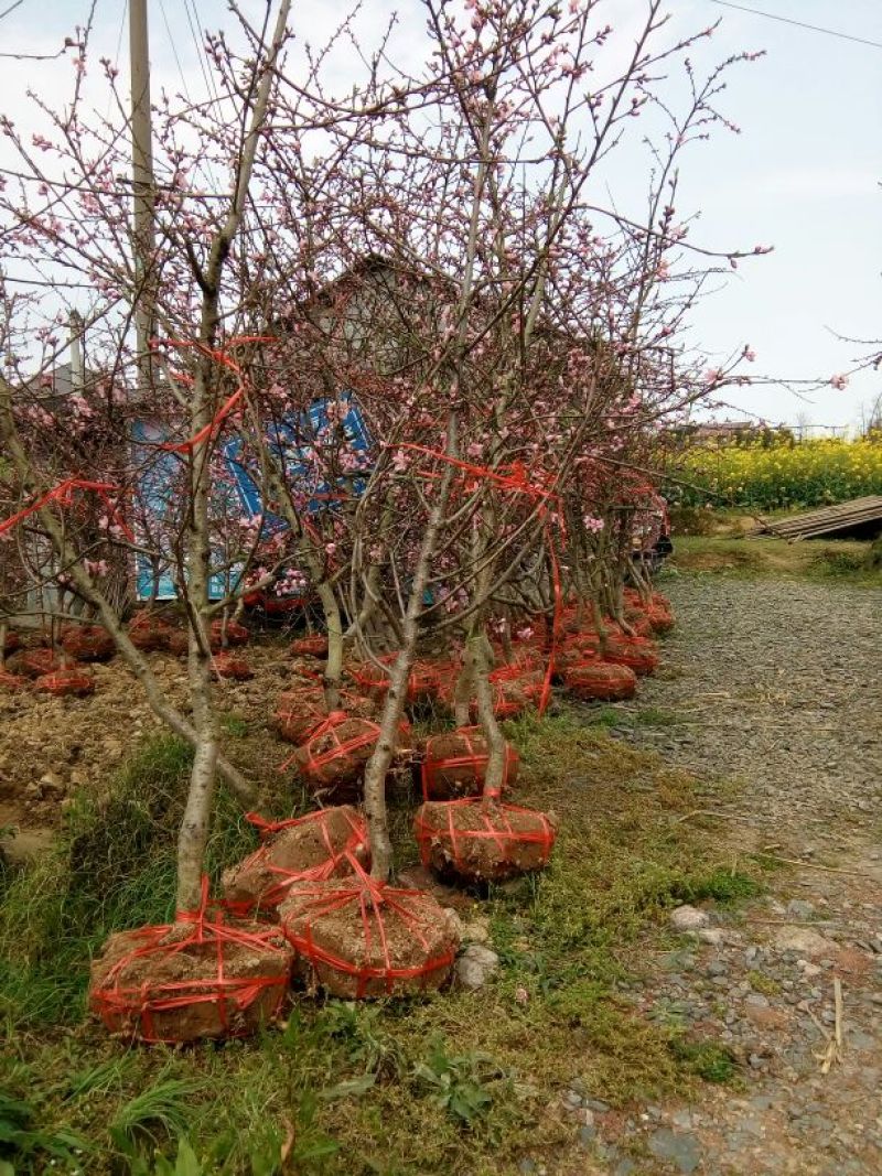 出售挂果红桃树黄桃树，地径4-8公分，早中晚熟优良品种