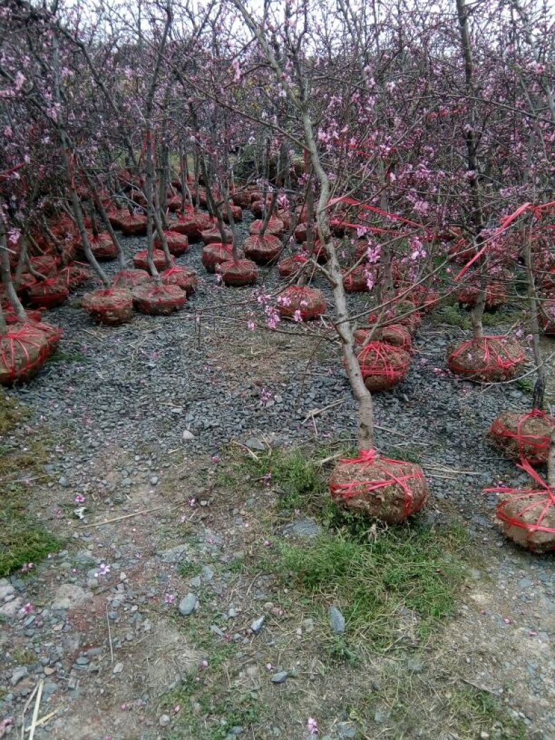 出售挂果红桃树黄桃树，地径4-8公分，早中晚熟优良品种