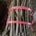 吴茱萸苗30~50cm