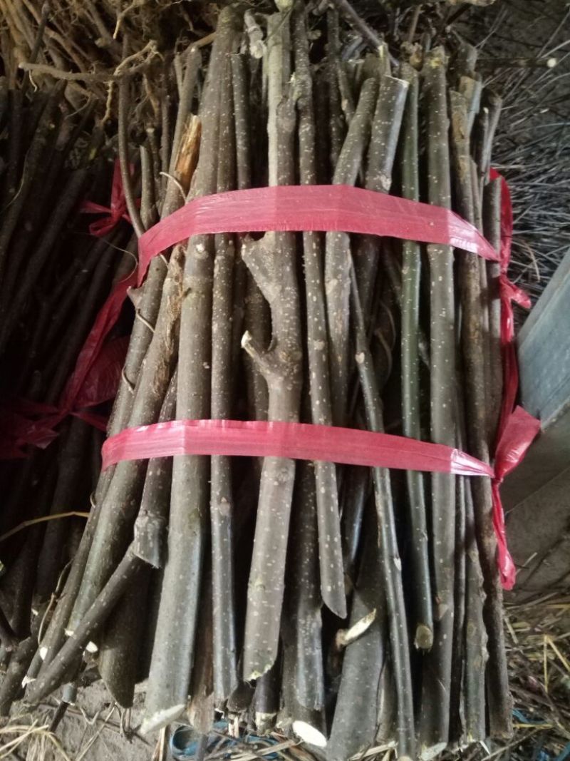 吴茱萸苗30~50cm