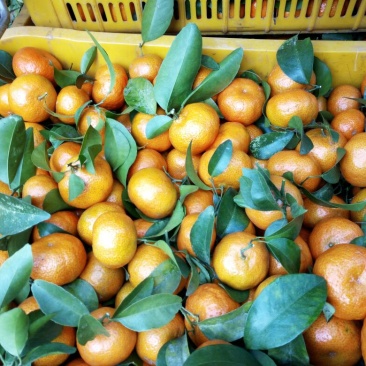 沙糖桔4~5cm一级