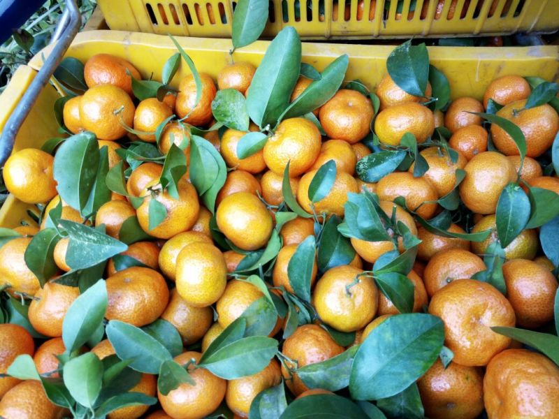 沙糖桔4~5cm一级