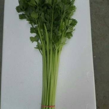 香芹50cm以上