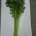 香芹50cm以上