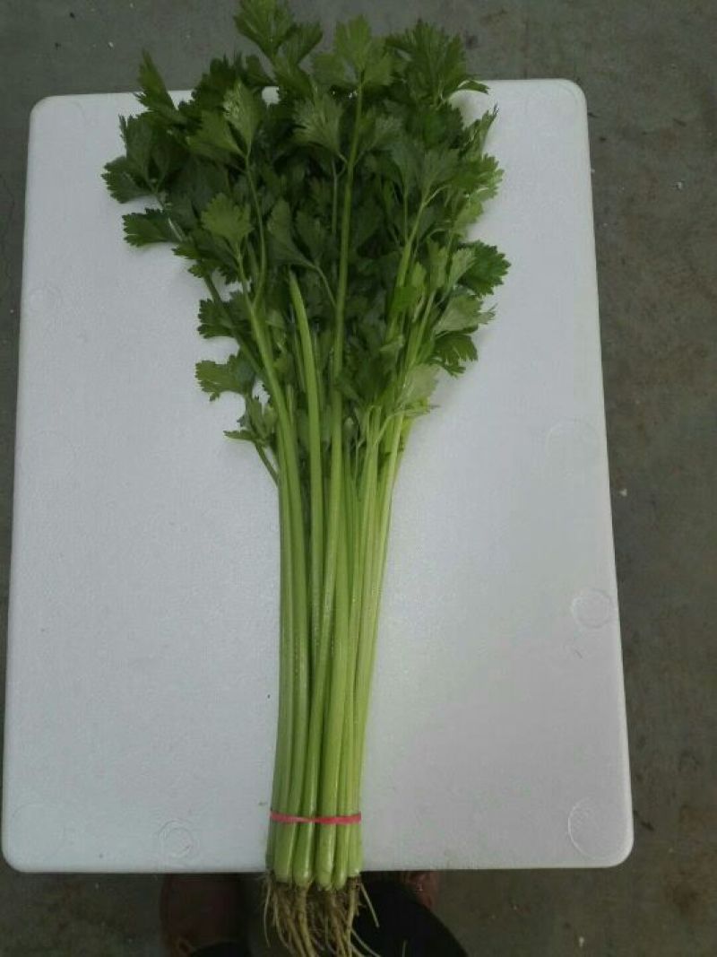 香芹50cm以上