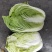 黄心白菜7斤以上毛菜