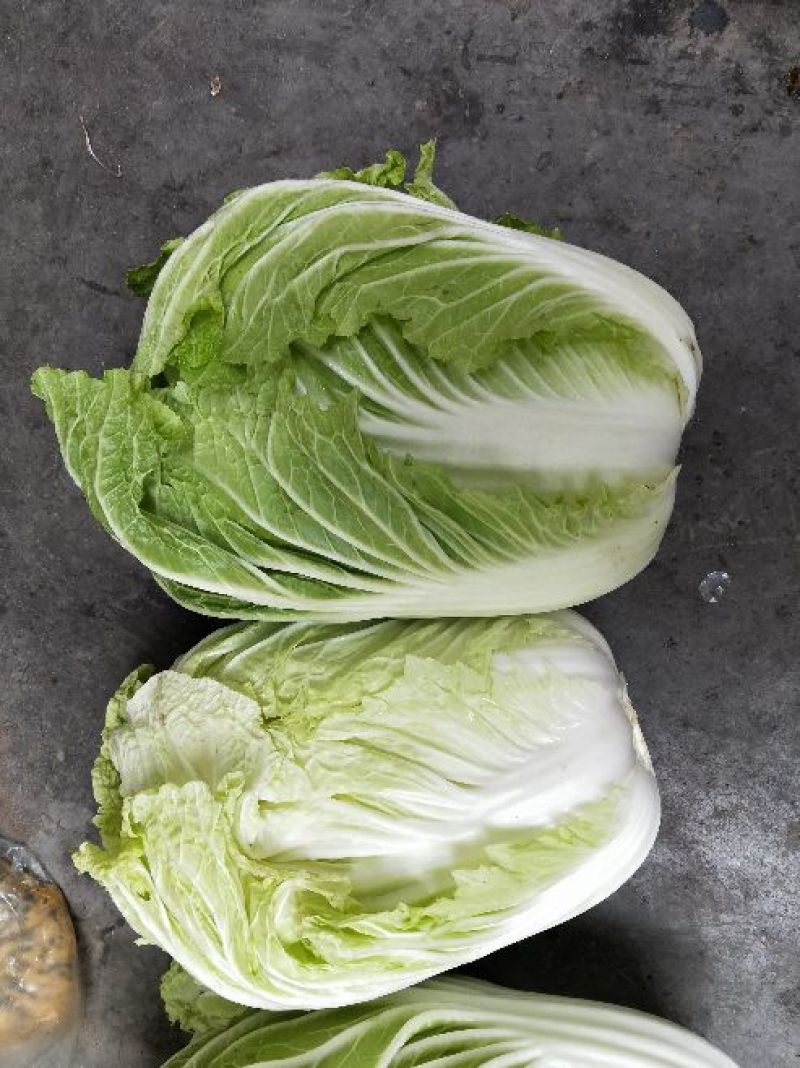 黄心白菜7斤以上毛菜