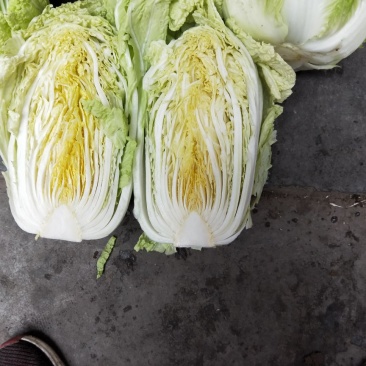 黄心白菜7斤以上毛菜