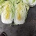 黄心白菜7斤以上毛菜