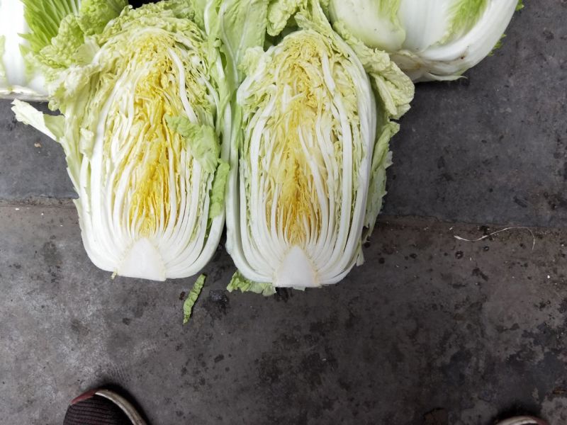 黄心白菜7斤以上毛菜