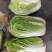 黄心白菜7斤以上毛菜