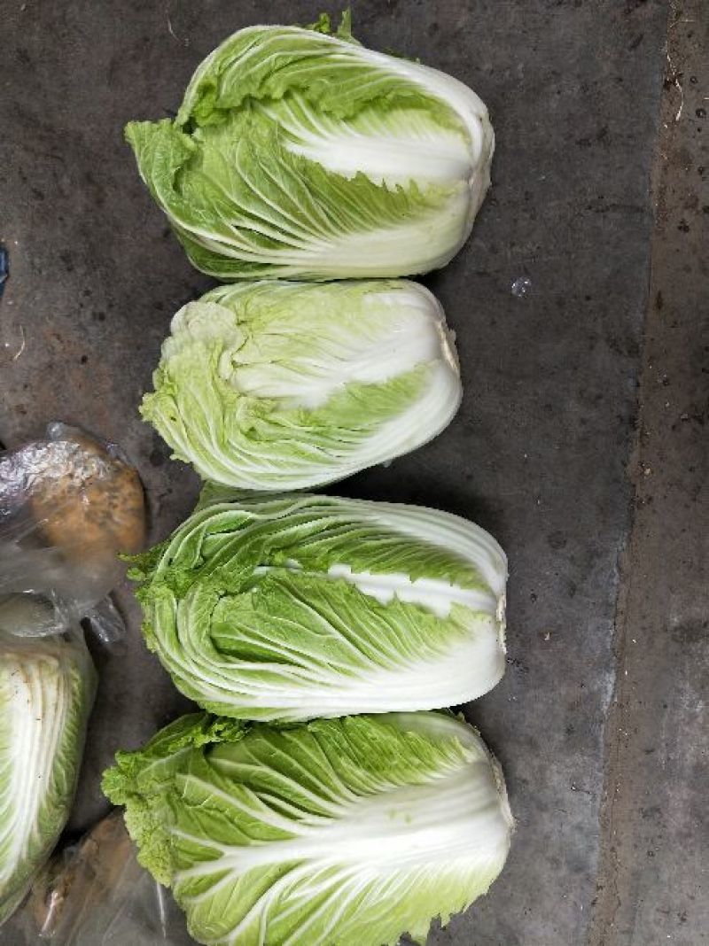 黄心白菜7斤以上毛菜