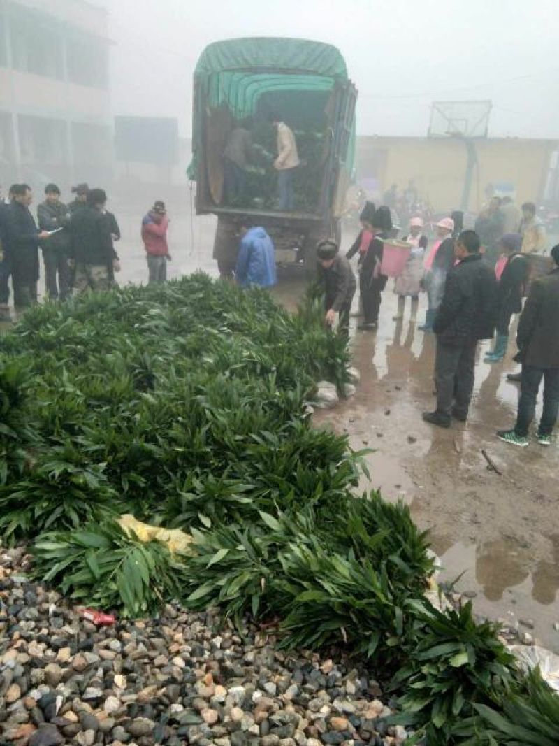 正宗阳春砂仁苗种下去两年开花试果，三年后丰产。
