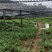正宗阳春砂仁苗种下去两年开花试果，三年后丰产。