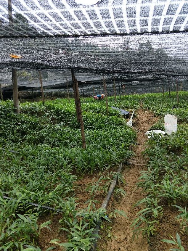 正宗阳春砂仁苗种下去两年开花试果，三年后丰产。