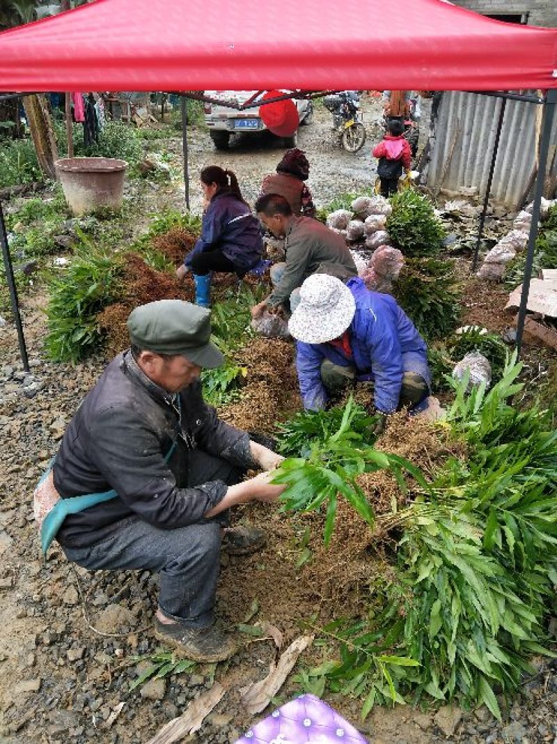 正宗阳春砂仁苗种下去两年开花试果，三年后丰产。